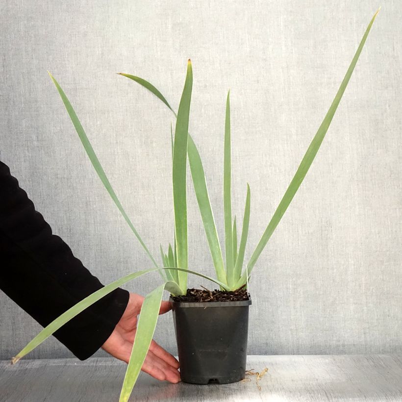 Esemplare di Iris germanica Immortality - Giaggiolo paonazzo Vaso da 1,5L/2L come consegnato in autunno