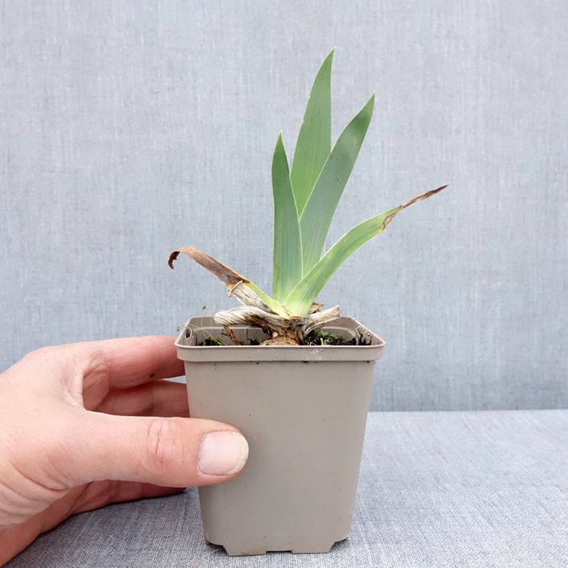 Iris germanica Immortality - Giaggiolo paonazzo Vasetto da 8/9 cm esemplare consegnato in primavera