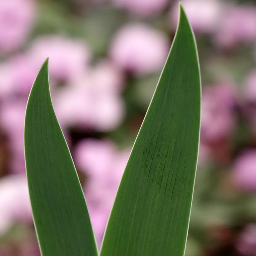 Iris germanica Inferno - Giaggiolo paonazzo (Fogliame)