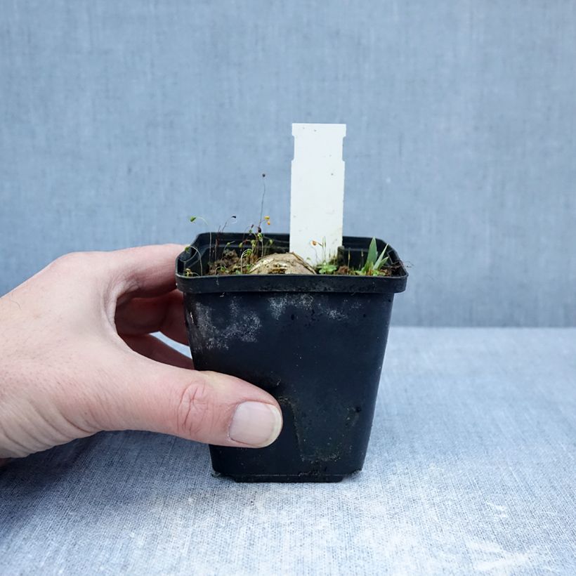 Iris germanica Inviting - Giaggiolo paonazzo Vasetto da 8/9 cm esemplare consegnato in inverno