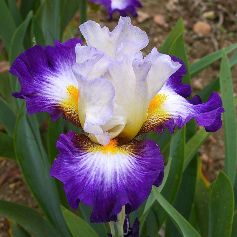 Iris germanica Irisades - Giaggiolo paonazzo (Fioritura)