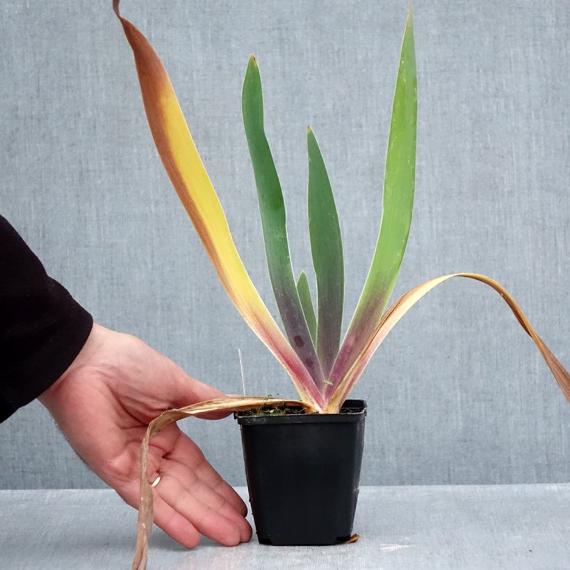 Esemplare di Iris germanica Irisades - Giaggiolo paonazzo Vasetto da 8/9 cm come consegnato in autunno