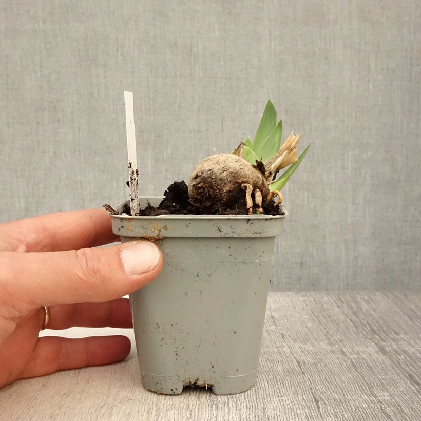 Example of Iris germanica Jazz Festival - Giaggiolo paonazzo Vasetto da 8/9 cm as you get in printemps