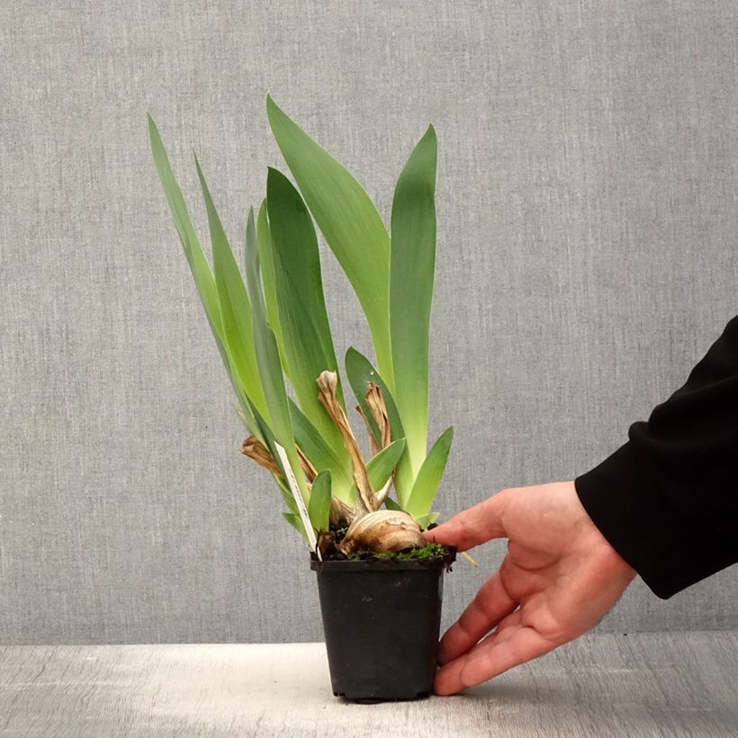 Example of Iris germanica Joyful Skies - Giaggiolo paonazzo Vasetto da 8/9 cm as you get in printemps