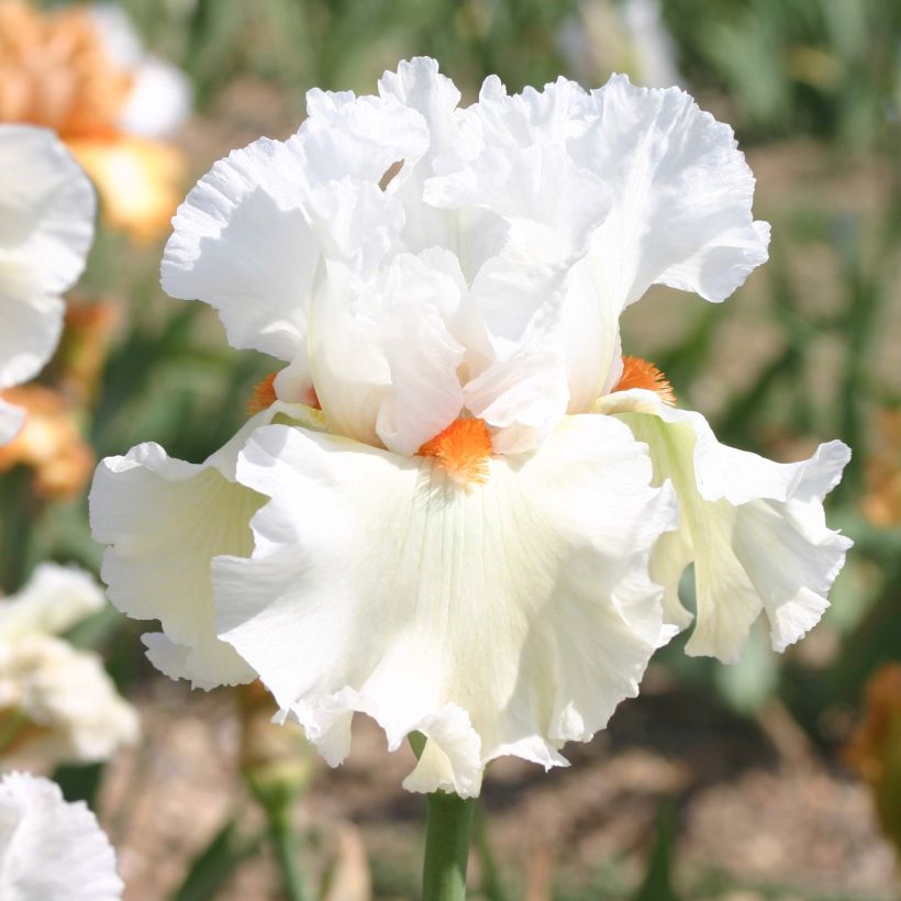 Iris germanica Lark Ascending - Giaggiolo paonazzo (Flowering)