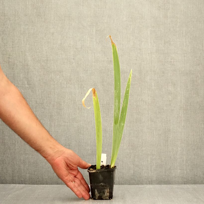 Esemplare di Iris germanica Lemon Bubbly - Giaggiolo paonazzo Vasetto da 8/9 cm consegnato in estate
