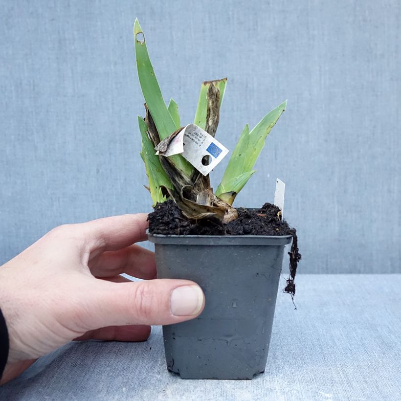 Iris germanica Leonin - Giaggiolo paonazzo Vasetto da 8/9 cm esemplare consegnato in inverno