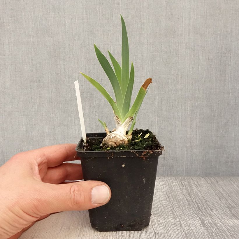 Example of Iris germanica Lucky Locket - Giaggiolo paonazzo Vasetto da 8/9 cm as you get in printemps