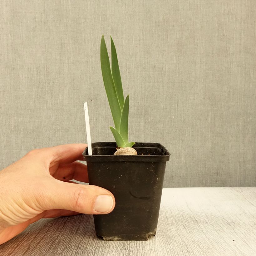 Esemplare di Iris germanica Lune et Soleil - Iris des Jardins Godet de 8/9 cm come consegnato in autunno