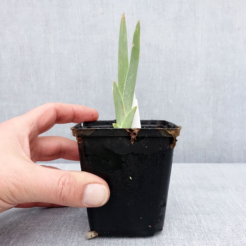 Example of Iris germanica Lune et Soleil - Giaggiolo paonazzo Vasetto da 8/9 cm as you get in hiver