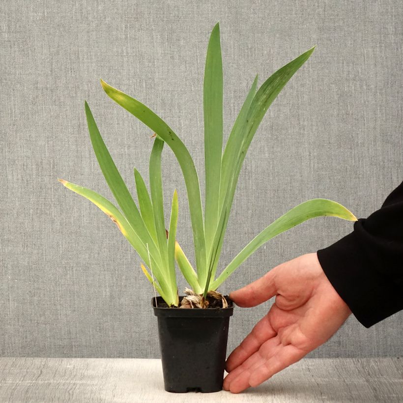 Example of Iris germanica Magnétisme - Giaggiolo paonazzo Vasetto da 8/9 cm as you get in printemps