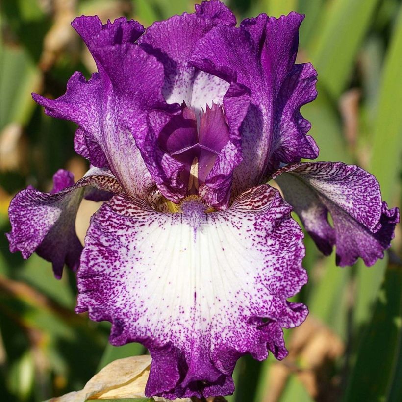 Iris germanica Mariposa Autumn - Giaggiolo paonazzo (Flowering)