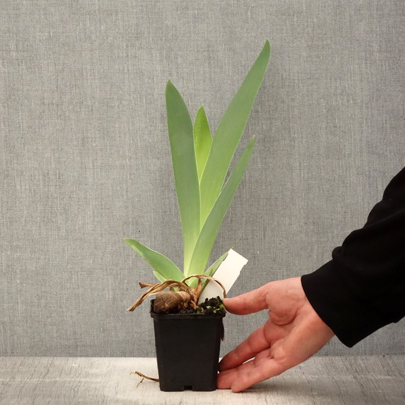 Example of Iris germanica Mer du Sud - Giaggiolo paonazzo Vasetto da 8/9 cm as you get in printemps