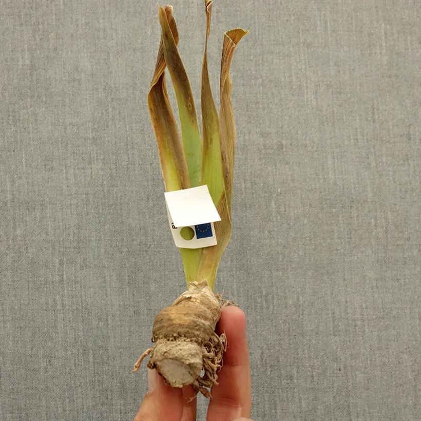 Iris germanica Mistigri - Giaggiolo paonazzo Rizoma esemplare consegnato in inverno