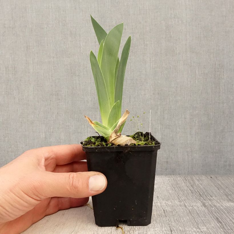 Example of Iris germanica Modern Woman - Giaggiolo paonazzo Vasetto da 8/9 cm as you get in printemps