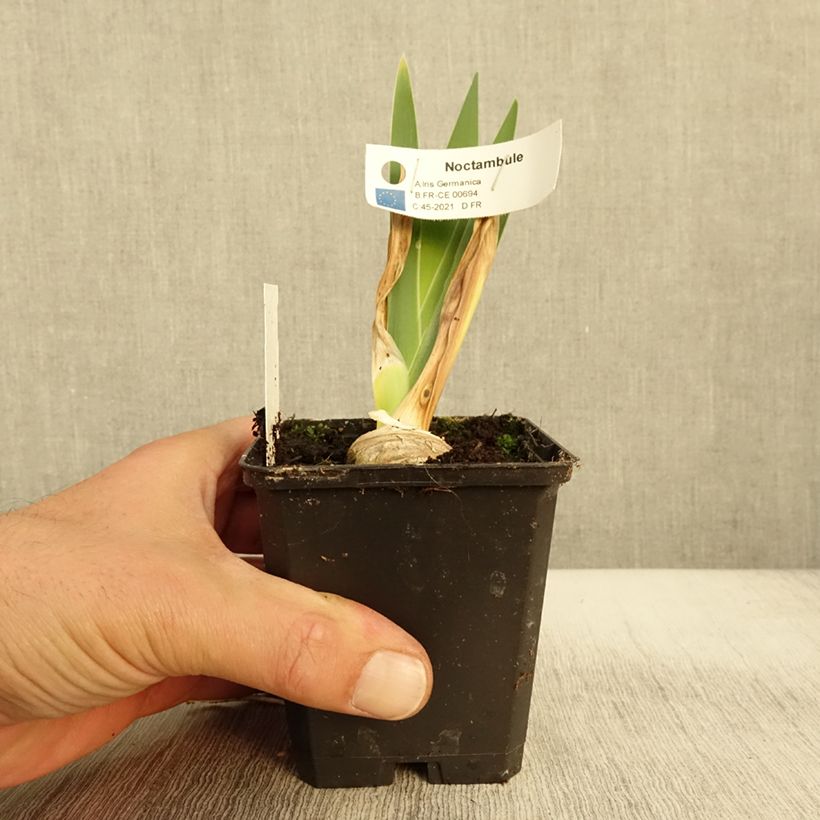Esemplare di Iris germanica Noctambule - Iris des Jardins Godet de 8/9 cm come consegnato in autunno