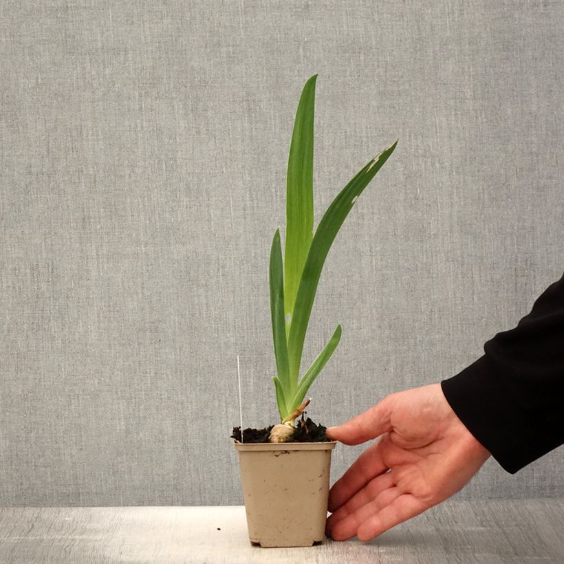 Iris germanica Noctambule - Giaggiolo paonazzo Vasetto da 8/9 cm esemplare consegnato in primavera