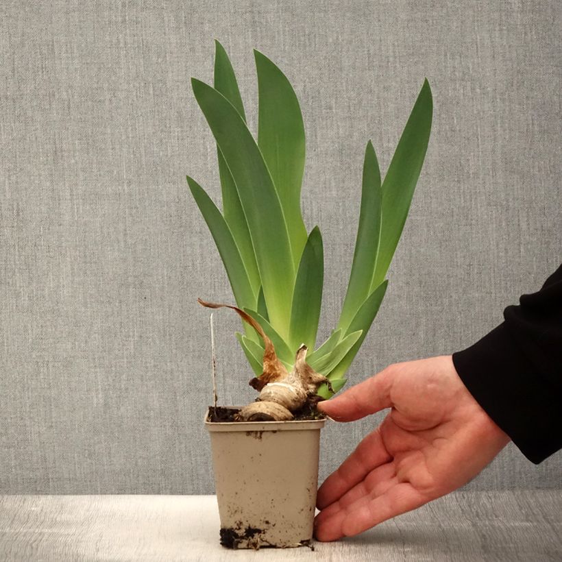 Example of Iris germanica Oh! Susannah - Giaggiolo paonazzo Vasetto da 8/9 cm as you get in printemps