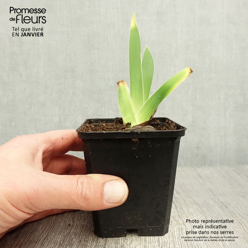 Example of Iris germanica On En Rêve - Giaggiolo paonazzo Rizoma, misura 10/15, qualità extra as you get in hiver