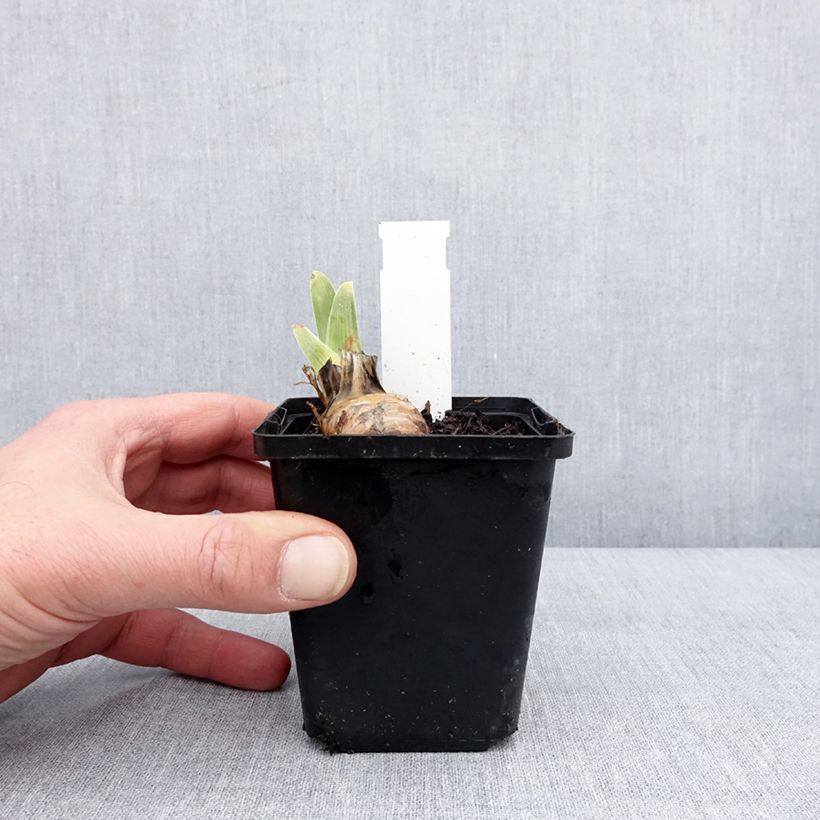 Iris germanica On The Move - Giaggiolo paonazzo Vasetto da 8/9 cm esemplare consegnato in inverno