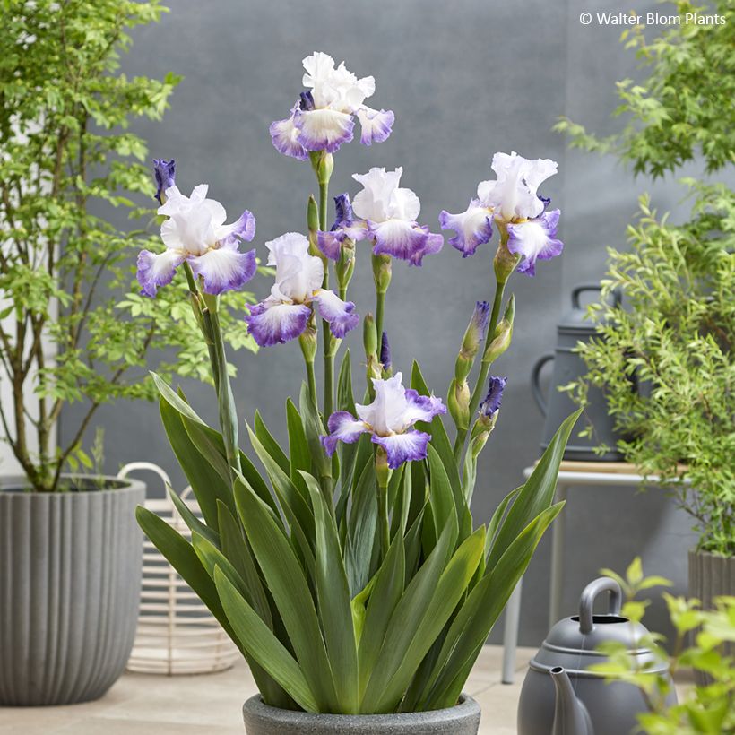 Iris germanica Pastel Printanier - Giaggiolo paonazzo (Porto)