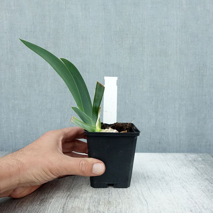 Esemplare di Iris germanica Pastel Printanier - Iris des Jardins Godet de 8/9 cm come consegnato in autunno