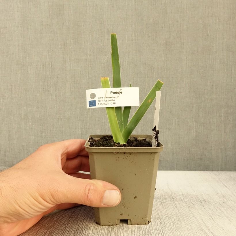 Esemplare di Iris germanica Poésie - Giaggiolo paonazzo Rizoma, misura 10/15, qualità extra come consegnato in autunno