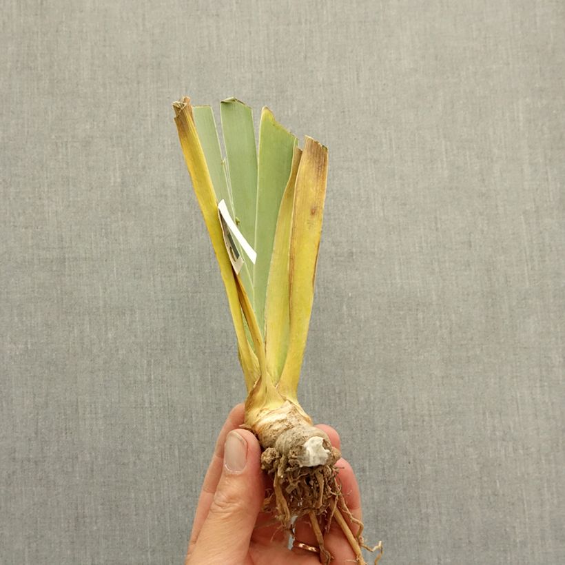 Iris germanica Polar Shift - Giaggiolo paonazzo Rizoma esemplare consegnato in inverno
