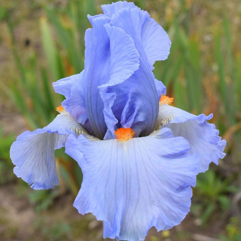 Iris germanica Princesse Caroline de Monaco - Giaggiolo paonazzo (Flowering)