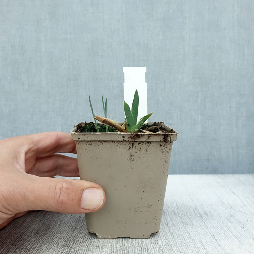 Esemplare di Iris germanica Profond Mystère - Iris des Jardins Godet de 8/9 cm come consegnato in autunno