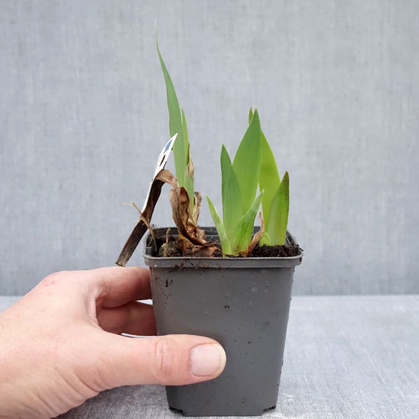 Example of Iris germanica Provençal - Giaggiolo paonazzo Vasetto da 8/9 cm as you get in hiver