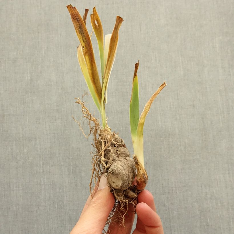 Iris germanica Raspberry Silk - Giaggiolo paonazzo Rizoma esemplare consegnato in inverno