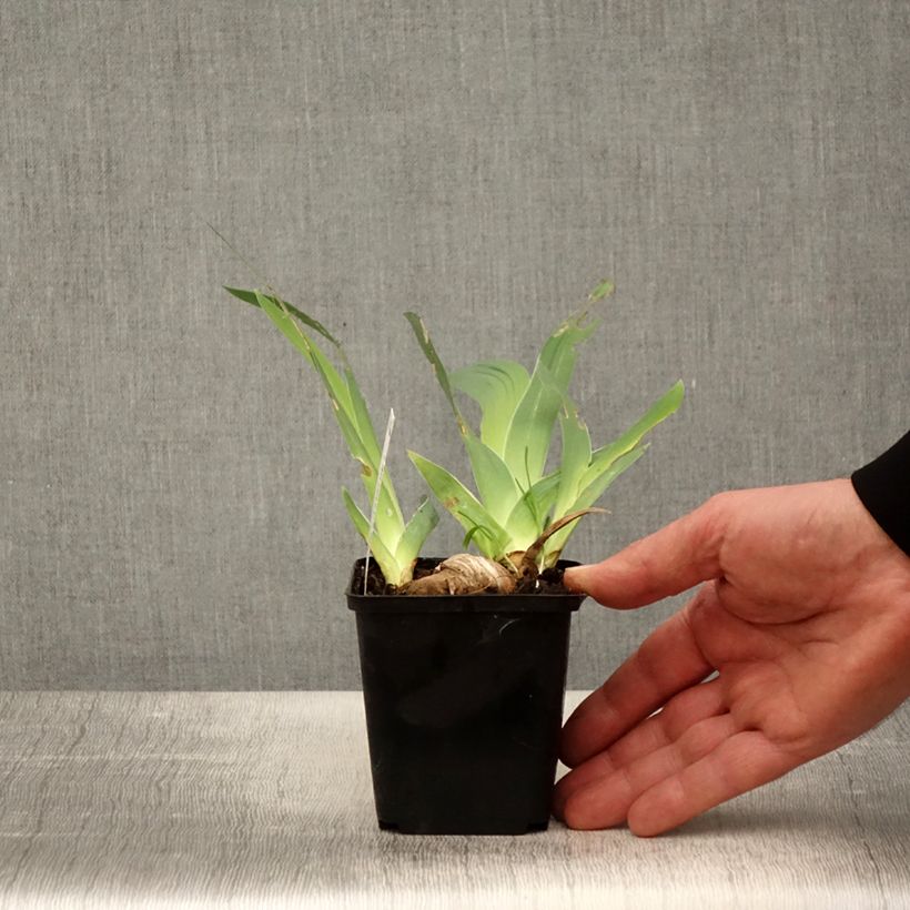 Example of Iris germanica Ré la Blanche - Giaggiolo paonazzo Vasetto da 8/9 cm as you get in printemps