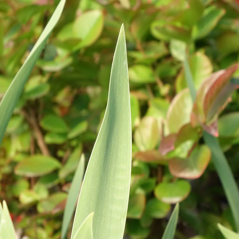 Iris germanica Red Orchid - Giaggiolo paonazzo (Fogliame)