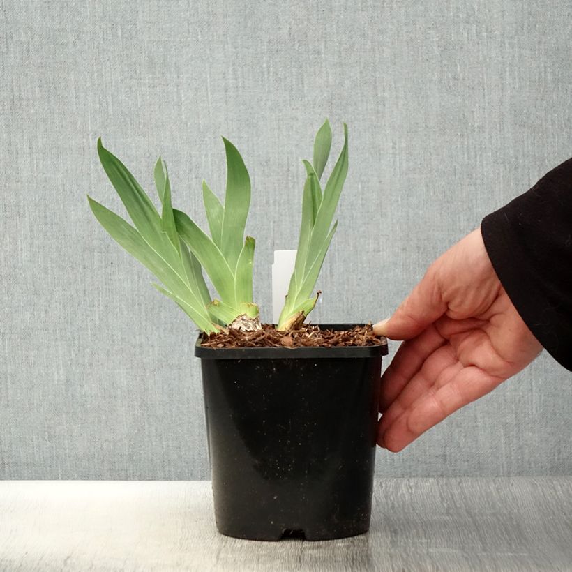 Iris germanica Red Orchid - Giaggiolo paonazzo Vaso da 1,5L/2L esemplare consegnato in primavera