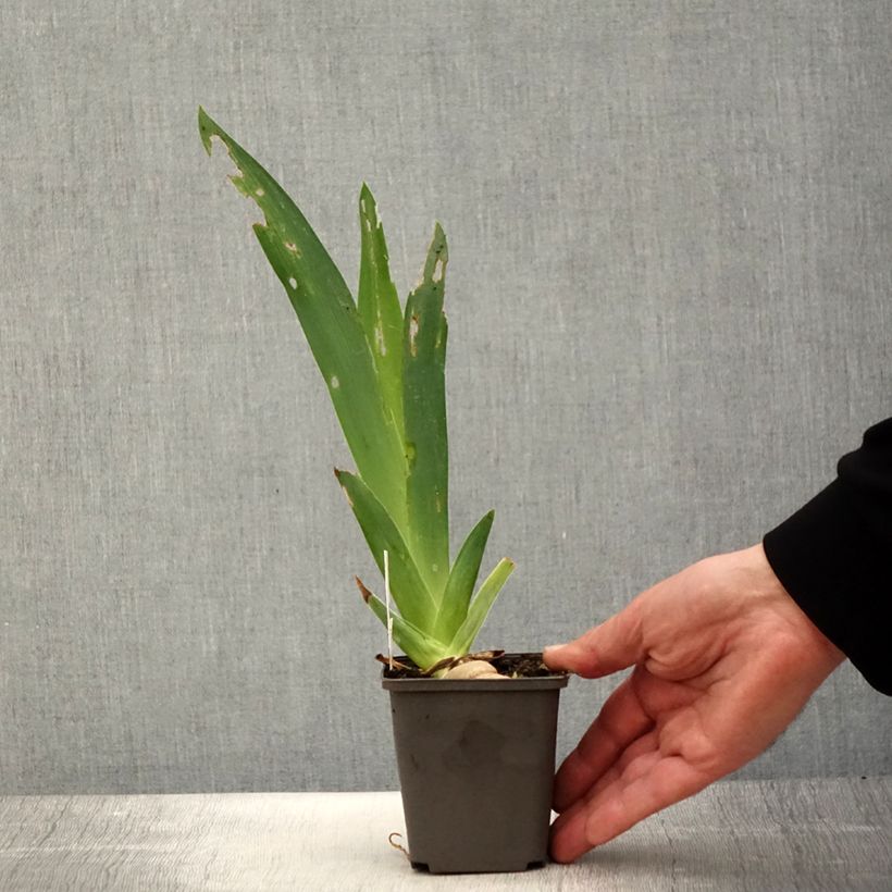 Iris germanica Ring Around Rosie - Giaggiolo paonazzo Vasetto da 8/9 cm esemplare consegnato in primavera