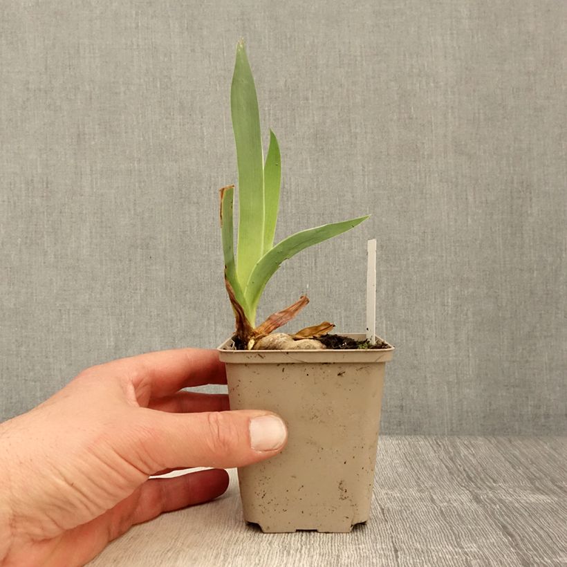 Example of Iris germanica Rio de Oro - Giaggiolo paonazzo Vasetto da 8/9 cm as you get in printemps