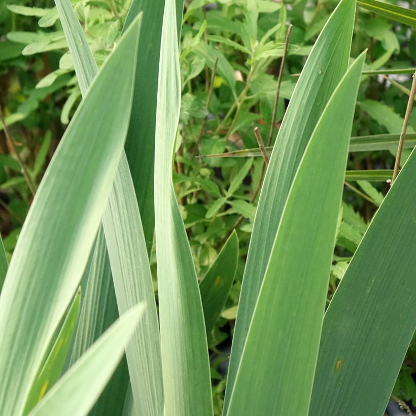 Iris germanica Rouge de Plaisir - Giaggiolo paonazzo (Foliage)