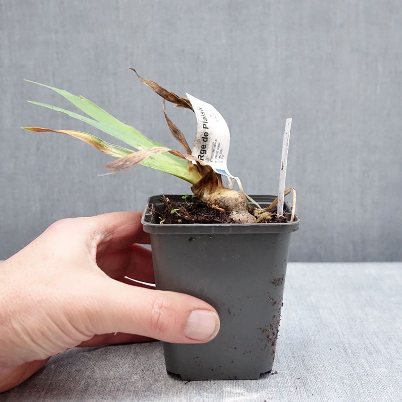 Example of Iris germanica Rouge de Plaisir - Giaggiolo paonazzo Vasetto da 8/9 cm as you get in hiver