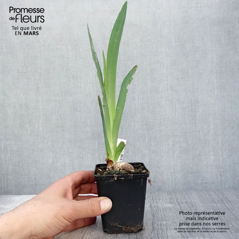 Example of Iris germanica Saturn - Giaggiolo paonazzo Vasetto da 8/9 cm as you get in printemps