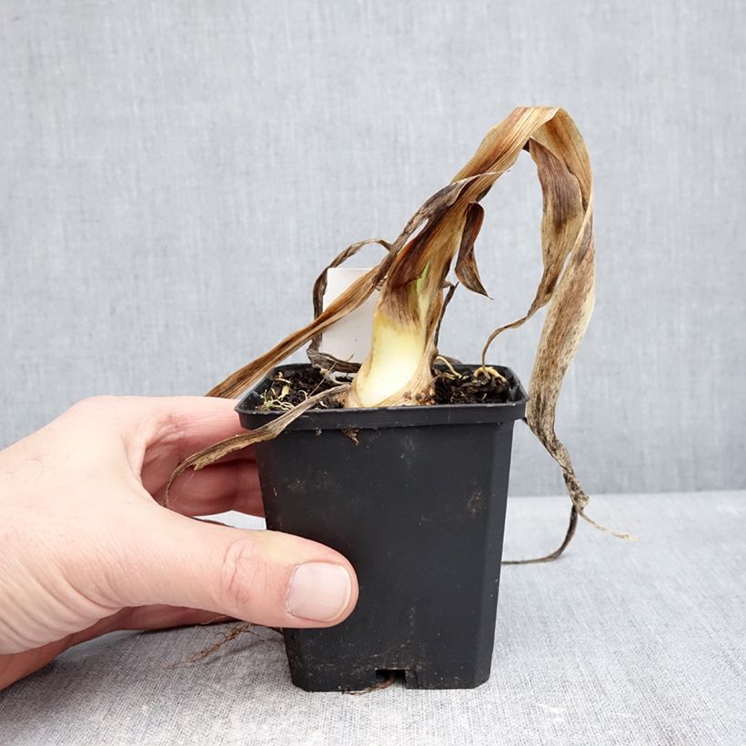 Example of Iris germanica Sharp Dressed Man - Giaggiolo paonazzo Vasetto da 8/9 cm as you get in hiver