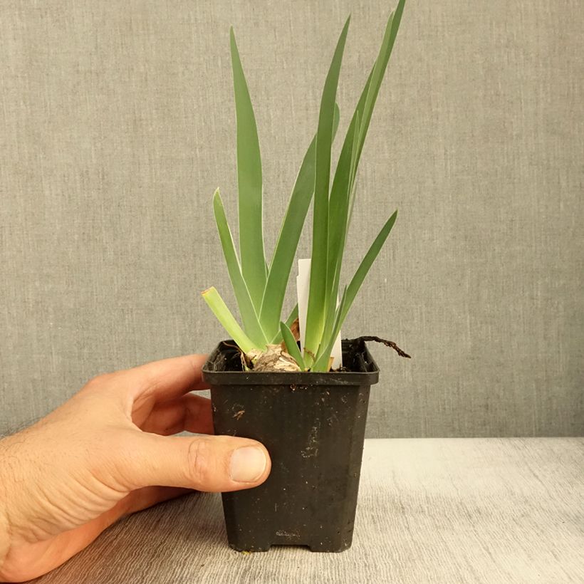 Esemplare di Iris germanica Sharper Image- Iris des Jardins Godet de 8/9 cm come consegnato in autunno