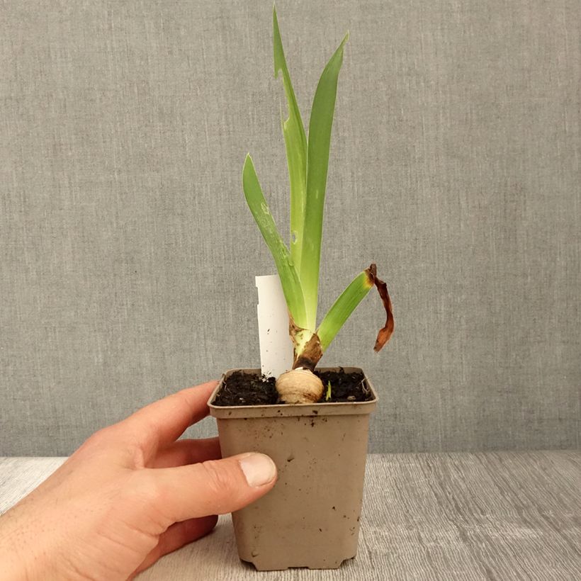 Iris germanica Sharper Image - Giaggiolo paonazzo Vasetto da 8/9 cm esemplare consegnato in primavera