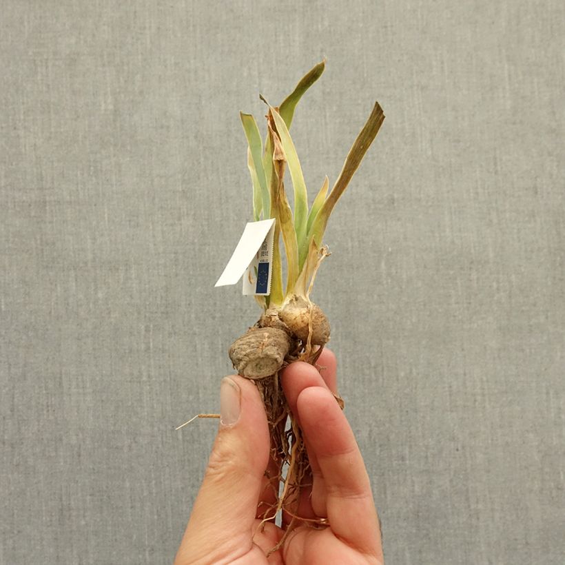 Iris germanica Sinister Desire - Giaggiolo paonazzo Rizoma esemplare consegnato in inverno