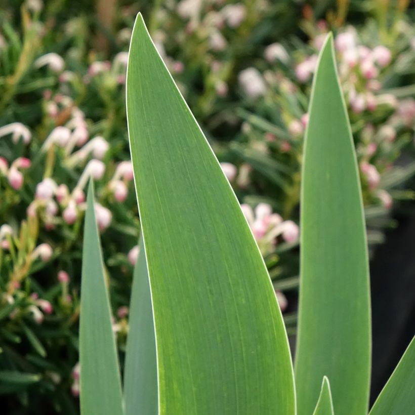 Iris germanica Siva Siva - Giaggiolo paonazzo (Foliage)