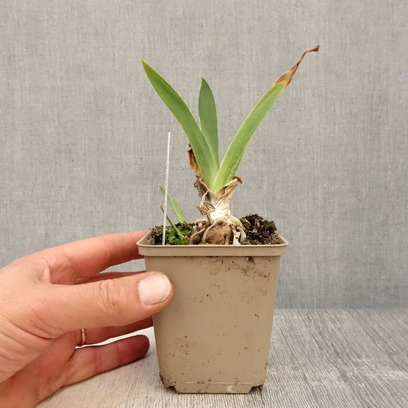 Example of Iris germanica Siva Siva - Giaggiolo paonazzo Vasetto da 8/9 cm as you get in printemps