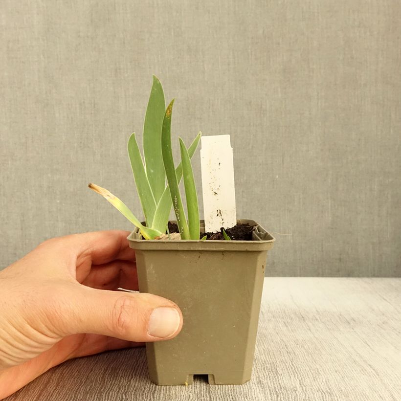 Esemplare di Iris germanica Sorcellerie - Iris des Jardins Godet de 8/9 cm come consegnato in autunno