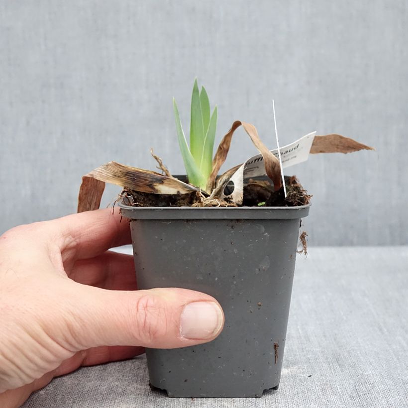 Example of Iris germanica Souffle Chaud - Giaggiolo paonazzo Vasetto da 8/9 cm as you get in hiver