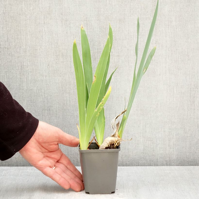 Iris germanica Souffle Chaud - Giaggiolo paonazzo Vasetto da 8/9 cm esemplare consegnato in primavera