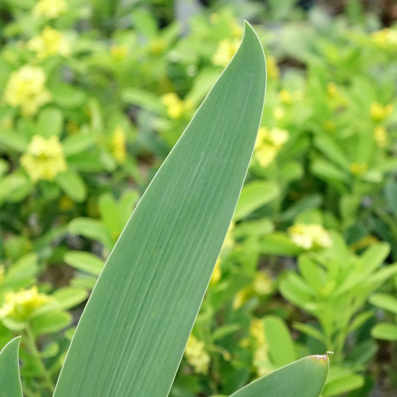 Iris germanica Souffle Chaud - Giaggiolo paonazzo (Fogliame)